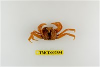 藏品(蔡氏澤蟹)的圖片